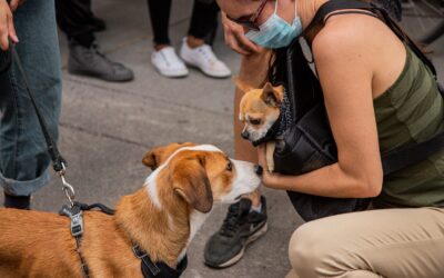 New review on dog bite management and prevention.